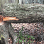 When a Leaning Tree in Lafayette Is an Emergency and When It Can Be Saved