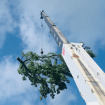 Tree Removal Cost in Lafayette, LA