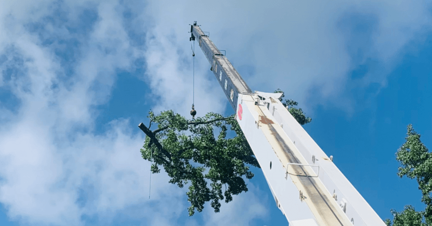 Tree Removal Cost in Lafayette, LA