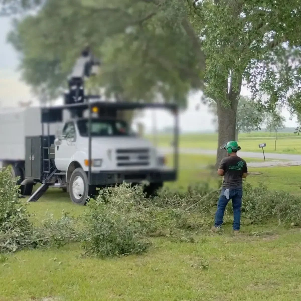 SA-guided tree care in Saint Martin Parish, LA