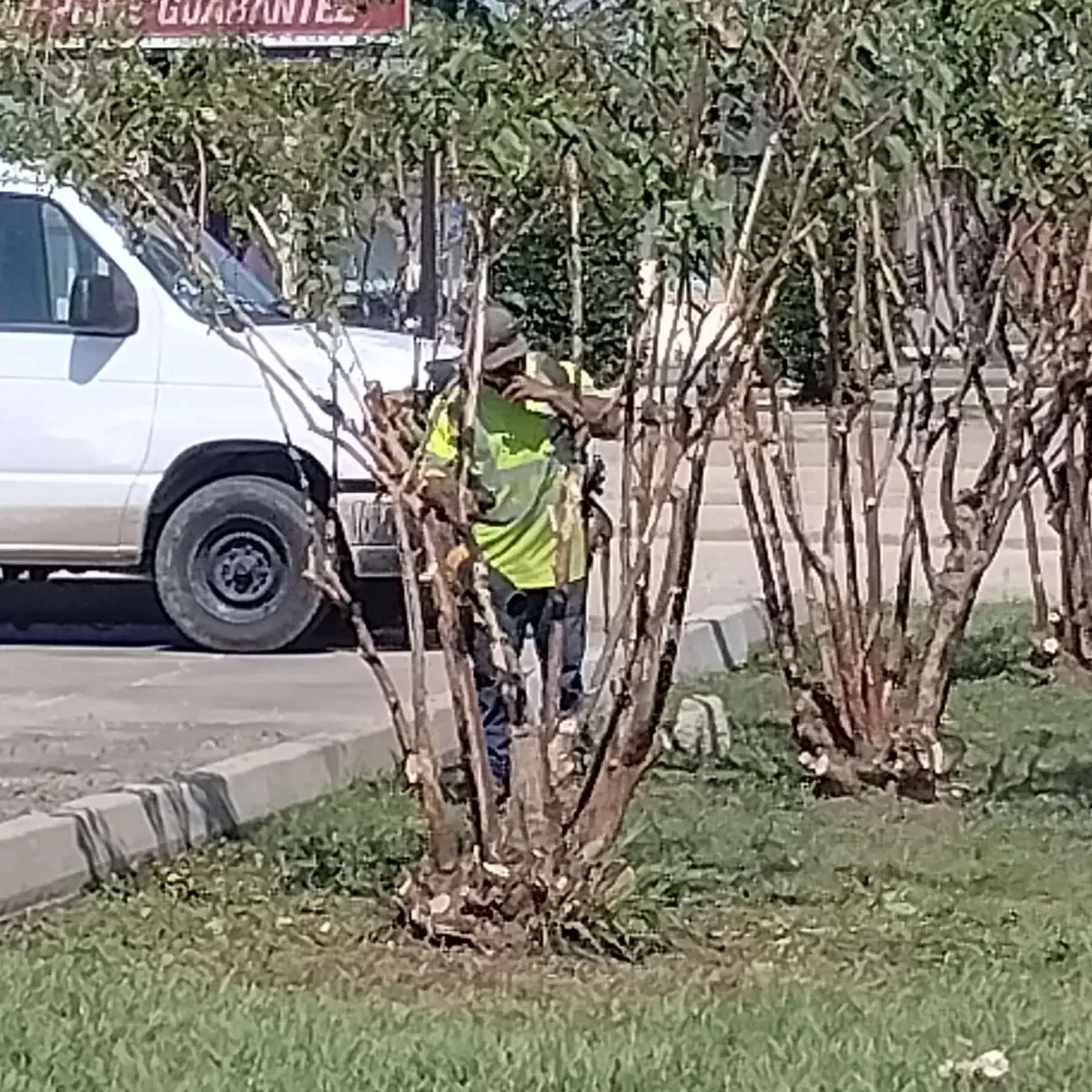 Experienced arborists performing professional tree removal and trimming in Acadia Parish, LA