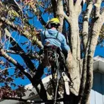 Tree Trimming & Pruning