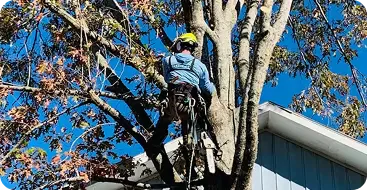 Tree Trimming & Pruning
