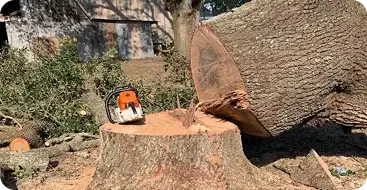 Stump Removal & Grinding