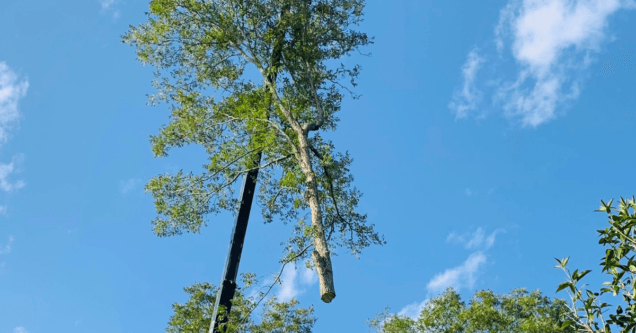 Tree Removal in Lafayette, LA