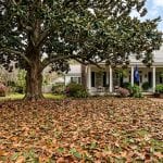 Mature Southern Magnolia tree in a Lafayette Louisiana front yard with glossy fallen leaves covering the lawn