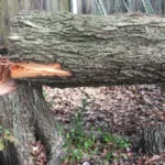 When a Leaning Tree in Lafayette Is an Emergency and When It Can Be Saved