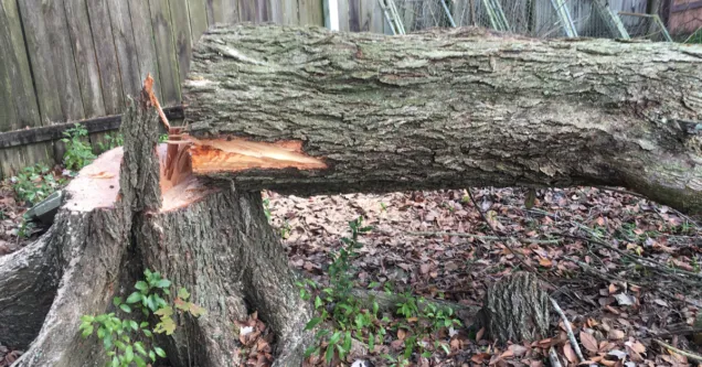 When a Leaning Tree in Lafayette Is an Emergency and When It Can Be Saved