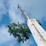 Tree Removal Cost in Lafayette, LA