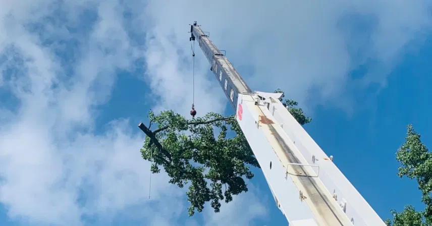 Tree Removal Cost in Lafayette, LA