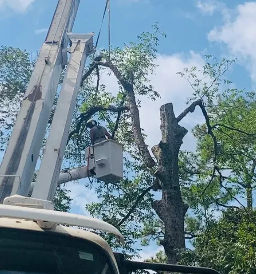 Hub City Tree and Preservation professional crew on site in Lafayette, LA