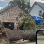 Emergency Tree Service & Storm Cleanup in Lafayette, LA