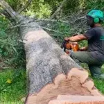Tree Removal