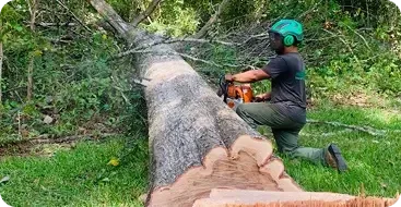 Tree Removal