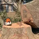 Stump Removal & Grinding