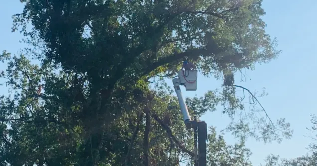 Tree Pruning in Lafayette, LA