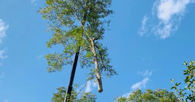 Tree Removal in Lafayette, LA