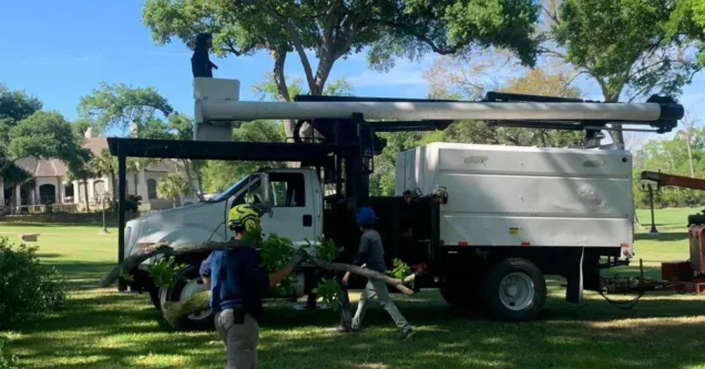 Tree Trimming in Lafayette, LA