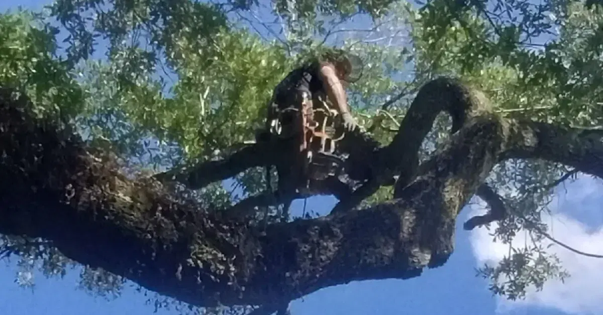 Arborists providing professional tree service in Iberia Parish, LA, with modern equipment