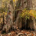 Why the Bald Cypress is Lafayette’s Best Landscape Investment
