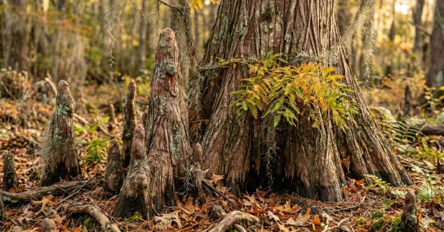 The Pride of the Prairies: Why the Bald Cypress is Lafayette’s Best Landscape Investment