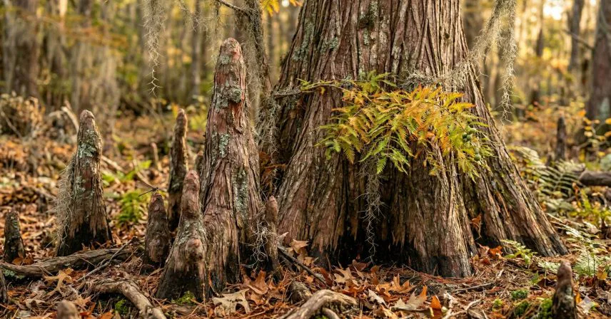 Why the Bald Cypress is Lafayette’s Best Landscape Investment