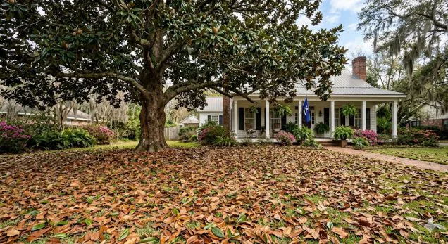 Southern Magnolias: How to Manage the Messy Leaf Drop