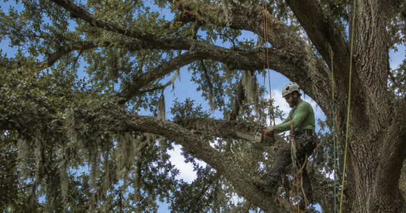 Which Techniques Do We Use for Tree Pruning and Limb Removal in the Acadiana Region