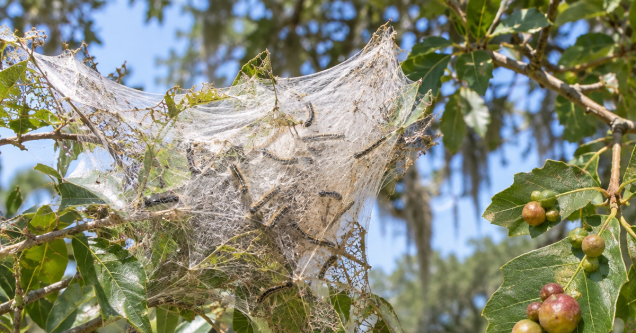 Recognizing and Treating Tree Galls and Webworms in Acadiana Landscapes