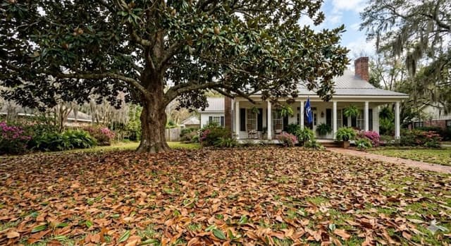 Mature Southern Magnolia tree in a Lafayette Louisiana front yard with glossy fallen leaves covering the lawn