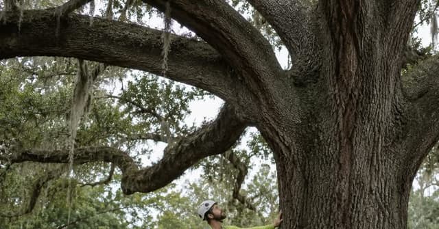 Certified arborist inspecting a large live oak tree before removal in Louisiana