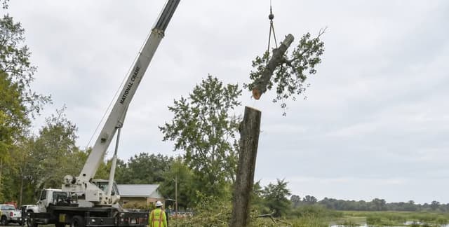 Crane-assisted tree removal near a protected wetland buffer in Iberia Parish, Louisiana