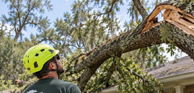 Arborist assessing storm-damaged tree risk near a Lafayette, Louisiana home