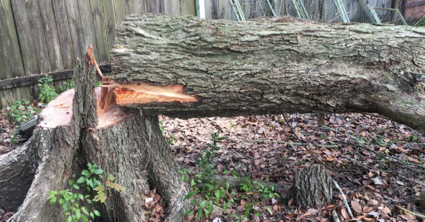 When a Leaning Tree in Lafayette Is an Emergency and When It Can Be Saved