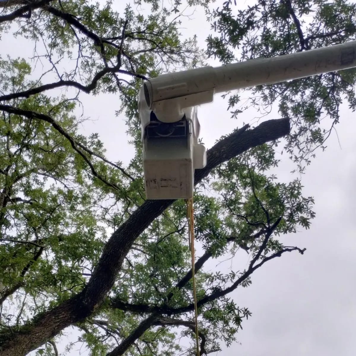 Hub City Tree & Preservation crew performing tree removal at an Abbeville, LA home.