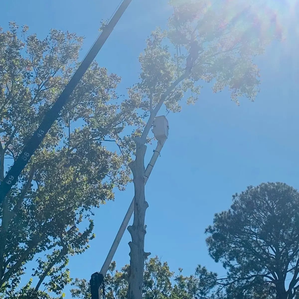 Hub City Tree & Preservation arborist pruning a mature live oak on Avery Island, LA.