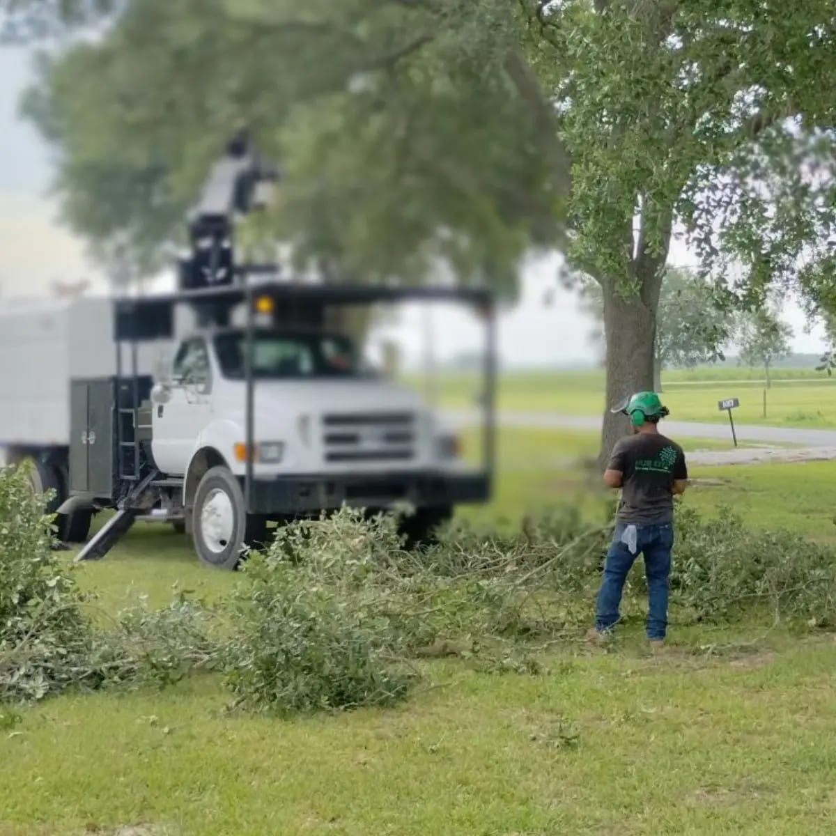 SA-guided tree care in Saint Martin Parish, LA
