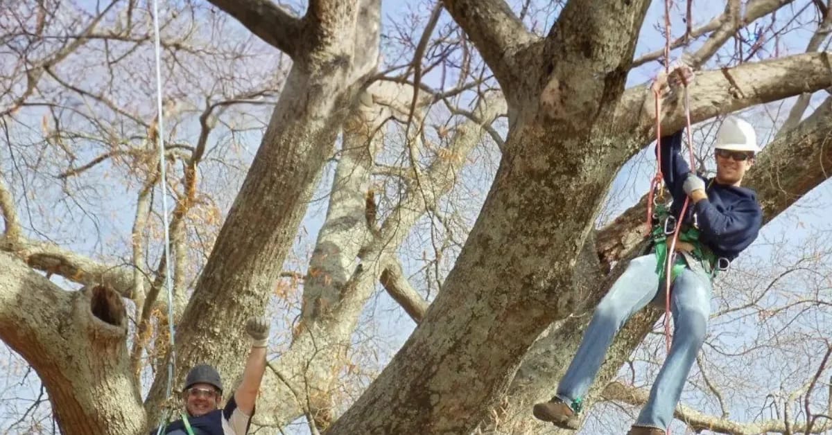 emergency tree service Acadia Parish LA